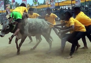  வடமாடு மஞ்சு விரட்டு போட்டி