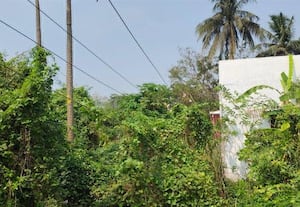  தாழ்வாக செல்லும் மின்கம்பியால் அச்சம்