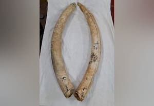  வனப்பகுதியில் உயிரிழந்த யானையின் தந்தங்கள் கண்டெடுப்பு