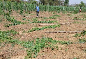  பாகற்காய் பந்தலை சேதப்படுத்திய காட்டு யானைகள்;  சிறு விவசாயிகளுக்கு நஷ்டம்
