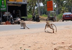  ராமநாதபுரத்தில் திரியும்   குரங்குகளுக்கு  ஆபத்து வனத்துறை நடவடிக்கை தேவை