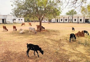 மேய்ச்சல் நிலமான கண்டனூர் கதர் தொழில் மையம்   நசிந்தது  :   புத்துயிர் பெறாததால் மக்கள் ஏமாற்றம்