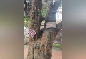 காப்பாத்துங்க * ஆதாயத்திற்காக மரங்களில் ஆணி அடித்து விளம்பரம் :  நடவடிக்கை இல்லாததால் தொடரும் அபாயம்