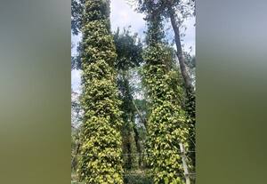  தாண்டிக்குடியில் மிளகில் மெதுவாடல் நோய் பாதிப்பு