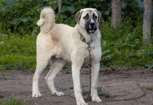  பண்ணை, பங்களா பாதுகாவலன்!