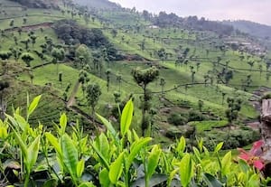  தென் மாநிலங்களில் தேயிலை ஏலத்தில் ஏற்றம்