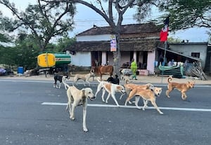  தேசிய நெடுஞ்சாலையில் நாய்கள் கூட்டம்: வாகன ஓட்டிகள் அவதி