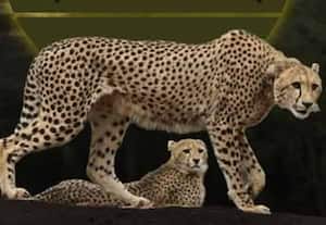  ஆப்ரிக்காவிலிருந்து மேலும் வரும் 8 சிவிங்கிபுலிகள்: 46 ஆக உயரும் சிவிங்கிபுலிகள் எண்ணிக்கை