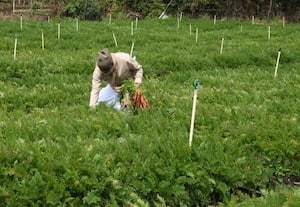  நீலகிரியில் இயற்கை விவசாயம் ஊக்குவிப்பு: விற்பனை சந்தையை விரிவுபடுத்துவது அவசியம்