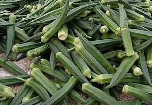 வெண்டைக்காய் விலை சரிவு