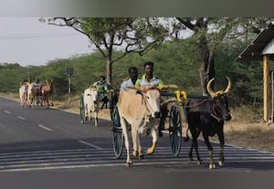  இரட்டை மாட்டு வண்டி பந்தயம்