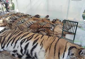 தாய்லாந்தின் 'டைகர் கிங்டம்' பூங்காவில் பரவிய ஆட்கொல்லி வைரஸ்; 2 வாரத்தில் 72 புலிகள் உயிரிழந்த சோகம்