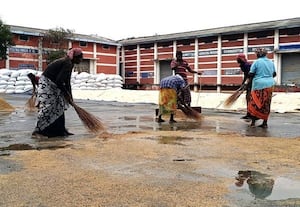  திடீர் சாரலில் நனைந்த நெல்