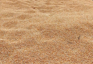 மக்காச்சோளம் பயிரிட்ட விவசாயிகளுக்கு ﻿ ஏமாற்றம்: விலையும் இல்லை விளைச்சலும் இல்லை