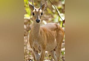  4 கொம்பு மான்களின் புகலிடம் ரங்கய்யனதுர்கா 