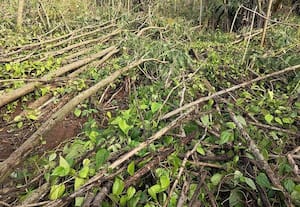  சூறைக்காற்று: வெற்றிலைக் கொடி சேதம்