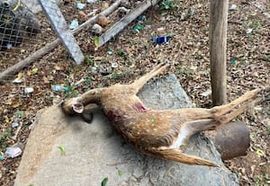  ​நாய்கள் துரத்தியதில் பரிதாபம்குளத்தில் குதித்த மான் பலி