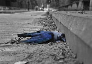 பறவை காய்ச்சலால் உயிரிழக்கும் காகங்கள்; மனிதருக்கு பாதிப்பு இல்லை என அரசு அலட்சியம்