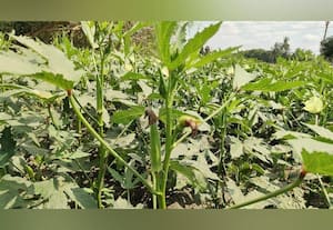 சாக்கோடடையில் நோய் தாக்குதலால் வெண்டை...﻿பாதிப்பு: கண்டு கொளளாத வேளாண் அதிகாரிகள்