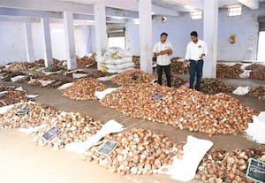  விற்பனை கூடத்தில் கொப்பரை ஏலம் கிலோ ரூ.161க்கு விற்பனை