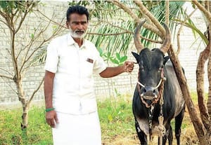  முரட்டுக்காளை!