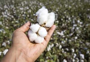  தரமான பருத்திக்கு 'கஸ்துாரி' சான்று மத்திய அரசு திட்டம் அறிமுகம்  