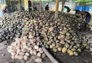  பரிதவிப்பு :லாபக்காய், கழிவு காய் என 15 கட்டாய ஒதுக்கீடு ; அரசு தலையிட தென்னை விவசாயிகள் எதிர்பார்ப்பு