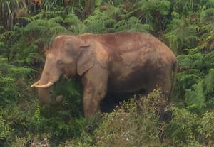  குடியிருப்பு பகுதிக்கு வந்த யானையால் மக்கள் அச்சம்