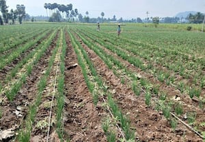  சாம்பார் வெங்காயம் சாகுபடி விவசாயிகள் ஆர்வம்