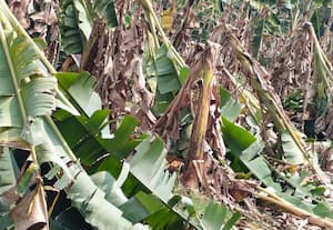  வாழையடி வாழையாய்!  கடும் விரக்தியில் வாழை விவசாயிகள்! :  கடும் விரக்தியில் வாழை விவசாயிகள்!