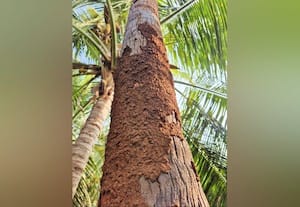  தென்னை மரங்களை தாக்கும் கரையான் விவசாயிகள் கவலை