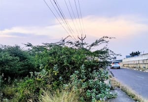  மின் கம்பியில் சிக்கும் மரங்கள் அடிக்கடி ஏற்படும் மின்வெட்டு