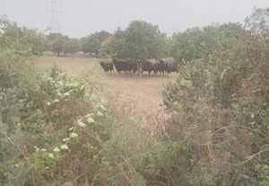  வனவிலங்குகளால் விவசாயிகள் பாதிப்பு