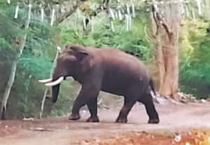 நள்ளிரவில் வரும் யானை பகலில் வந்ததால் அச்சம்