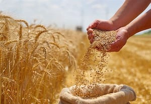  மார்ச்சில் அதிகரிக்கும் வெப்பத்தால் கோதுமை விளைச்சல் பாதிக்கப்படும்