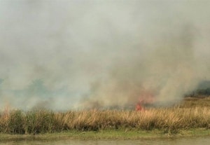  ஏரியில் தீப்பிடித்து எரிந்த நாணல்கள்