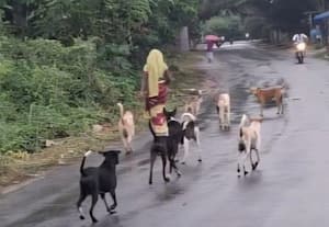  தெருநாய் கடித்து குதறியதில் திருத்தணியில் 10 பேர் காயம்