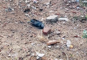  மர்மமாக இறந்த காகங்கள், கோழிகள் மருத்துவ அலுவலர்கள் ஆய்வு