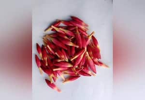  மகசூல் அதிகரித்தும் அரளி பூ விலை சரிவு