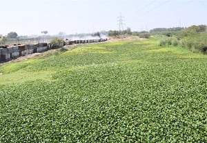  ஆகாயத்தாமரைகளால் மாயமான நதி