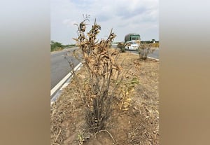  நான்கு வழிச்சாலையில் தண்ணீரின்றி கருகும் செடிகள்