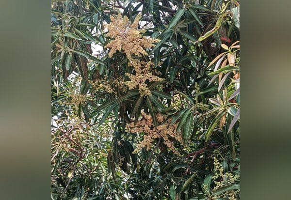 மாமரத்தில் பூத்துக் குலுங்கும் பூக்கள் மழையை எதிர்நோக்கி விவசாயிகள்