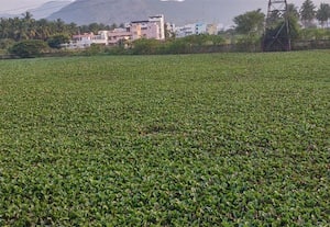  ஆகாயத்தாமரையை அகற்ற வலியுறுத்தல்