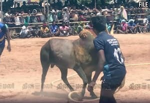 சிவகங்கையில் சோகம்; மஞ்சுவிரட்டு போட்டியின்போது காளைகள் முட்டியதில் 3 பேர் பலி; 50 பேர் காயம்