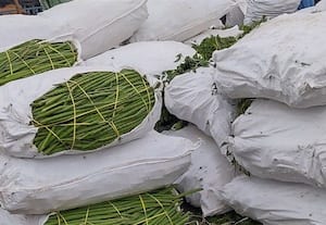  உள்ளூர் வரத்து அதிகரிப்பால் விலை சரிந்த முருங்கை