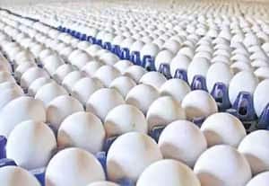 இஸ்ரேல்-ஈரான் போர் எதிரொலி; நாமக்கல்லில் இருந்து முட்டை ஏற்றுமதி நிறுத்தம்; ஒரு நாளைக்கு ரூ.5 கோடி இழப்பு