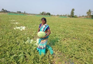  விழுப்புரம் மாவட்டத்தில் தர்பூசணி விளைச்சல் அமோகம் விற்பனையும் அதிகரித்துள்ளதால் விவசாயிகள் மகிழ்ச்சி