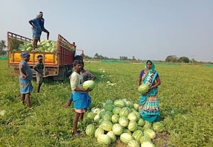 விழுப்புரம் மாவட்டத்தில் தர்பூசணி விளைச்சல்...﻿ அமோகம்! 9,500 ஏக்கர் அளவில் சாகுபடி பரப்பு அதிகரிப்பு