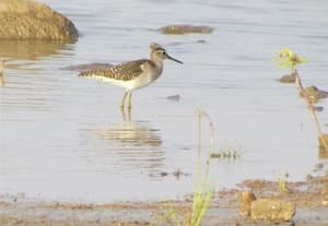  மாளக சமுத்ரா பறவைகள் சரணாலயம்