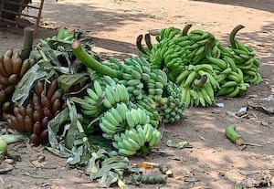  வாழைத்தார் வரத்து அதிகரிப்பு நேந்திரன், கதளி விலை சரிவு